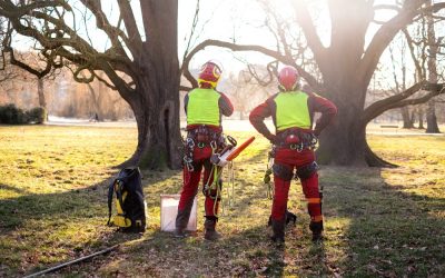 What Does A Consulting Arborist Do?