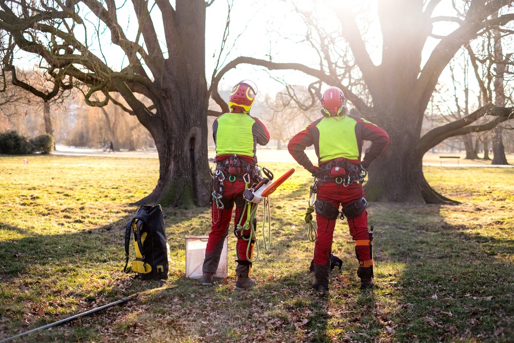 What Does A Consulting Arborist Do?